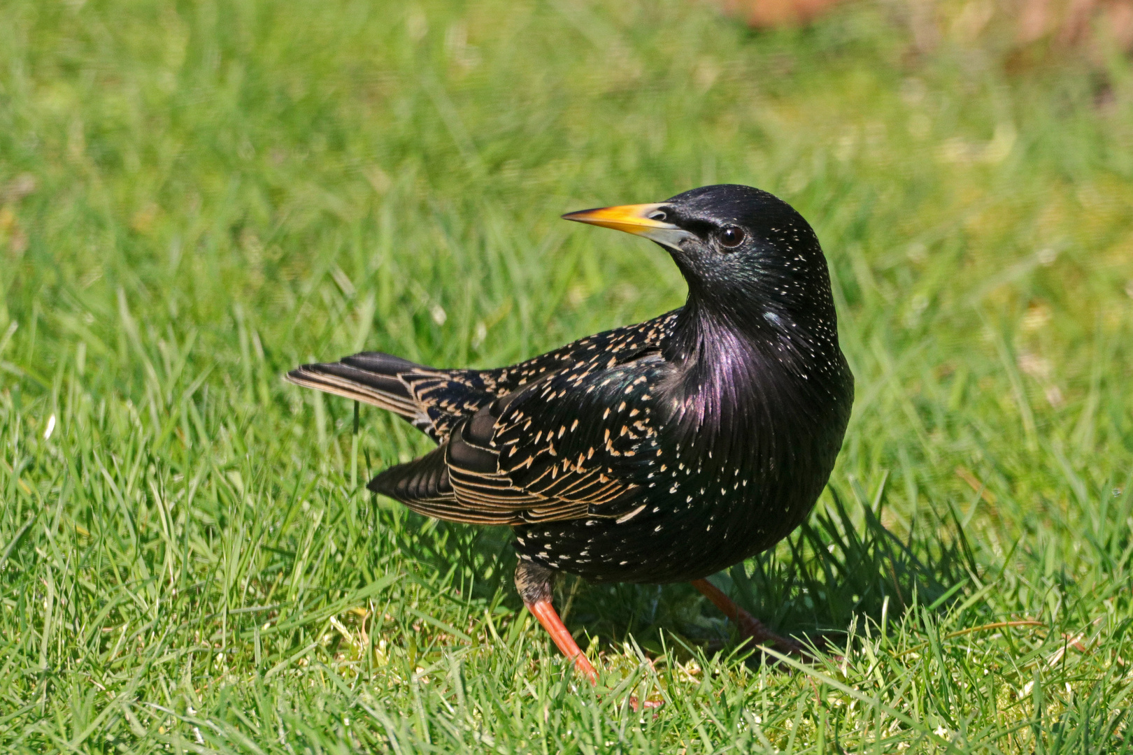 Ein Star im Garten Foto &amp; Bild natur, tiere, wildlife