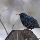 Ein Star ist mein "Star" (Sturnus vulgaris)