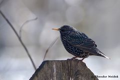 Ein Star ist mein "Star" (Sturnus vulgaris)