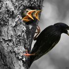 Ein Star mir seinen drei Jungen , Sturnus vulgaris