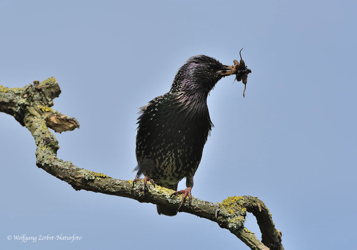 --- Ein Star --- ( Sturnus garrulus )