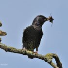 --- Ein Star --- ( Sturnus garrulus )