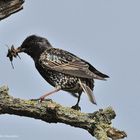 --- Ein Star ---- ( Sturnus vulgaris )