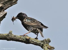 --- Ein Star ---- ( Sturnus vulgaris )