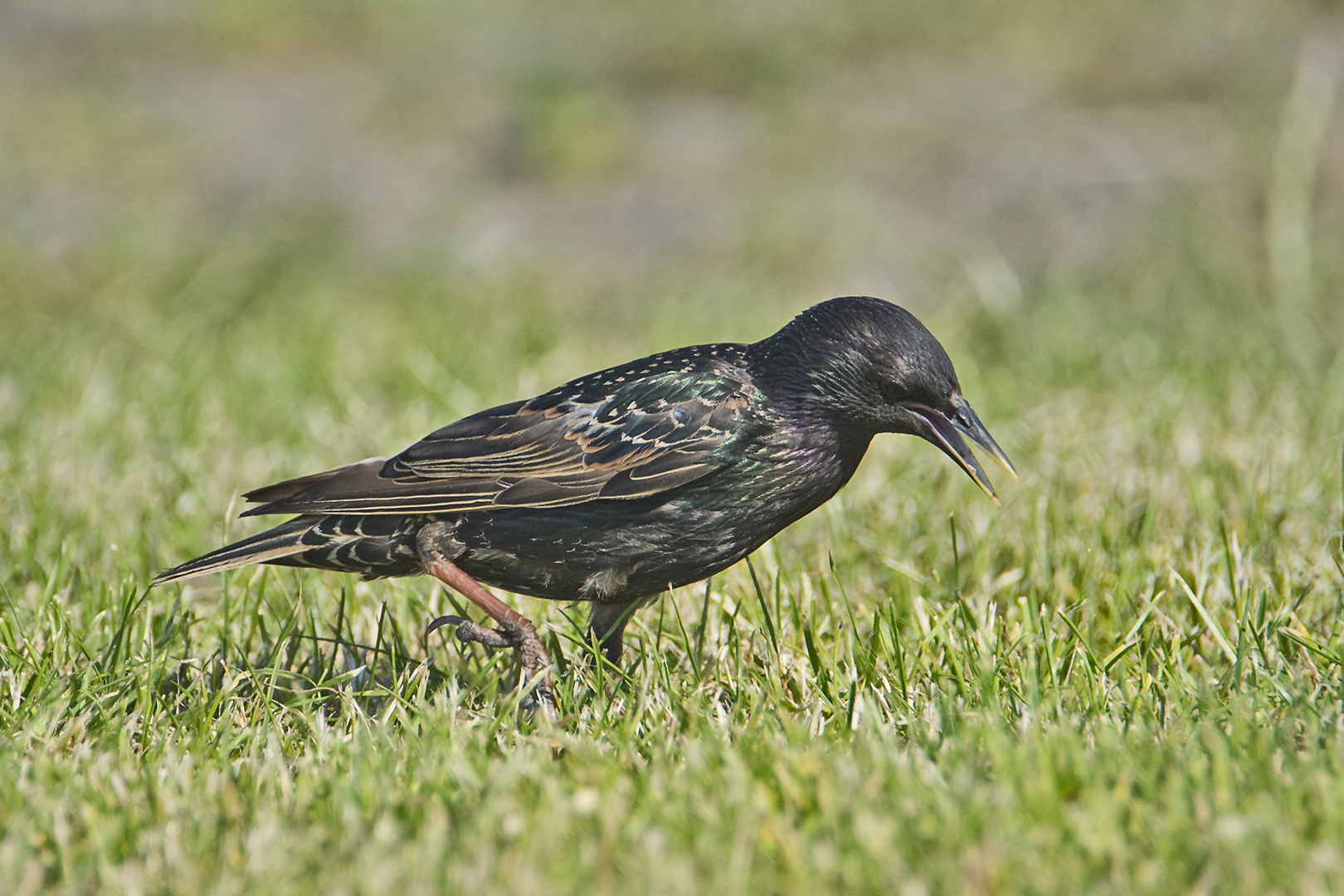 Ein Star (Sturnus vulgaris) auf Futtersuche . . .