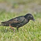 Ein Star (Sturnus vulgaris) auf Futtersuche . . .