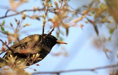 Ein Star (Sturnus vulgaris) hier mal von unten...