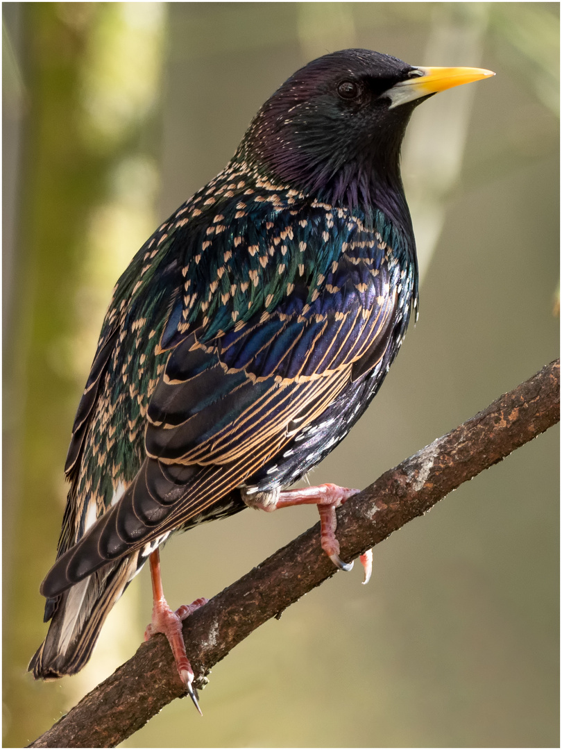 ein Star von Vogel.. Foto & Bild | tiere, wildlife, wild lebende