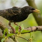 ein Starenvogel - wie er leibt und lebt  .....