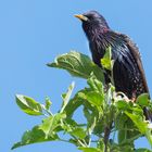 ein Stargast im Garten