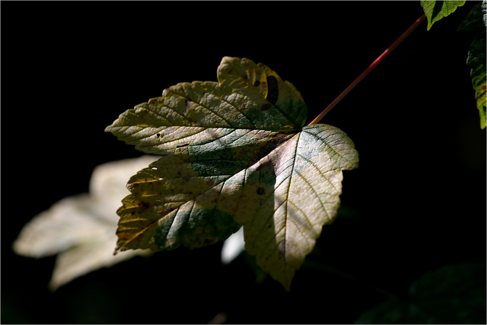 „Ein starkeas Blatt “