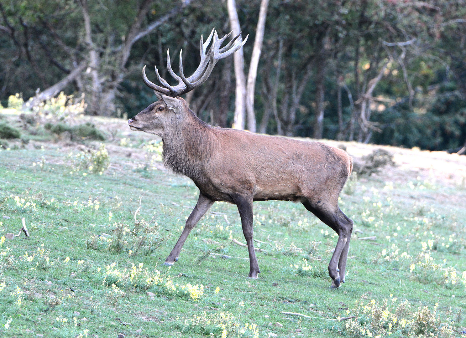 Ein starker 16-Ender zieht an mir vorbei in den Wald