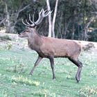 Ein starker 16-Ender zieht an mir vorbei in den Wald