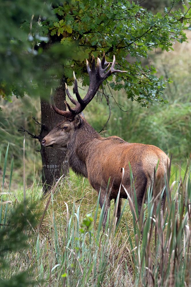 Ein starker aus dem Wald.