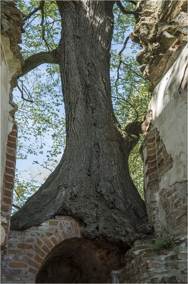 Ein starker Baum..