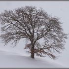 Ein starker Baum