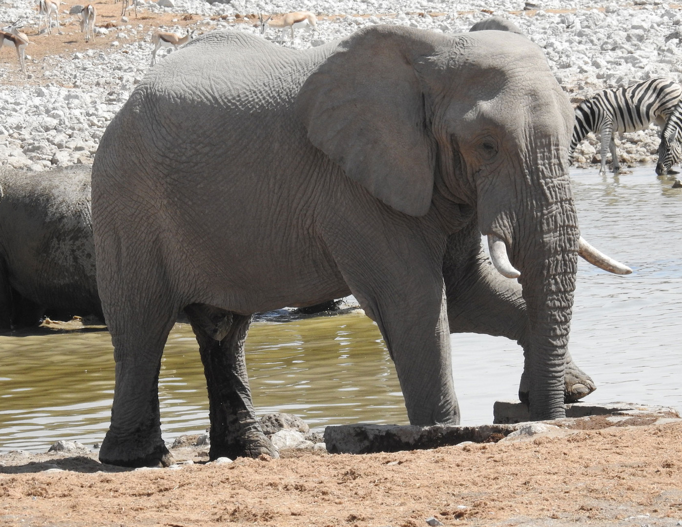 Ein starker Bulle besetzt den Frischwasserzulauf