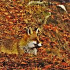 Ein starker Fuchs sonnt sich in der Mittagssonne