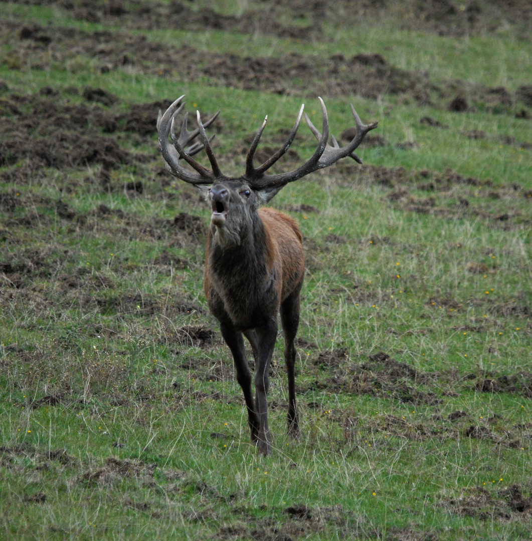 Ein starker Hirsch kommt röhrend auf mich zu