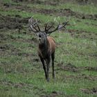 Ein starker Hirsch kommt röhrend auf mich zu