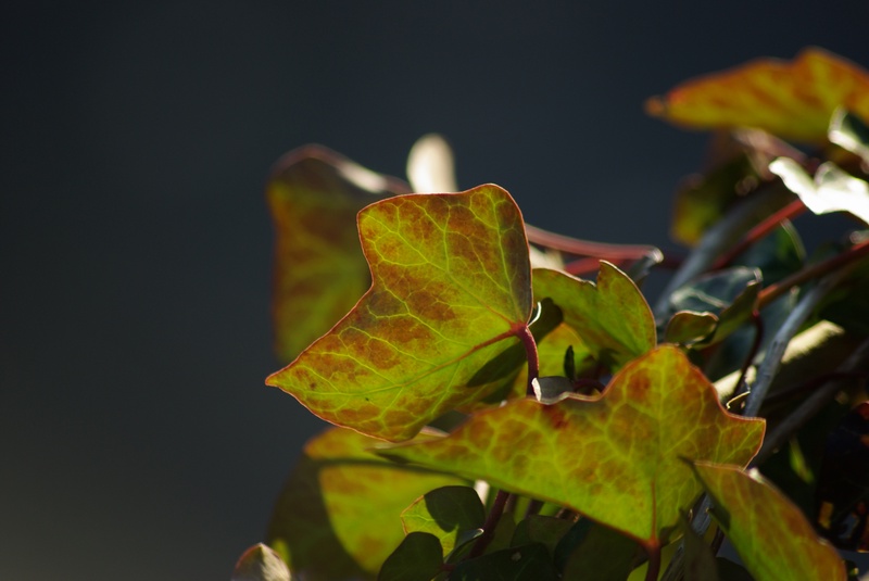 Ein starkes Blatt