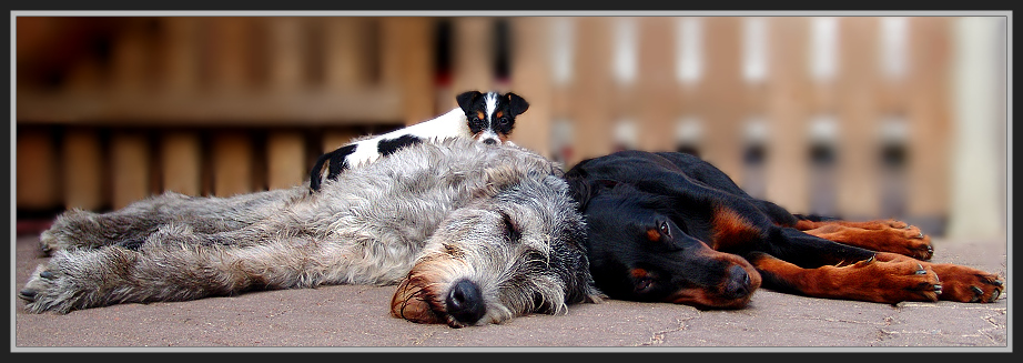 Ein starkes Duo mit Sahnehäubchen ;-)