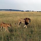 Ein starkes Team. Löwenpaar in der Masai Mara. Kenia.