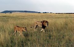 Ein starkes Team. Löwenpaar in der Masai Mara. Kenia.