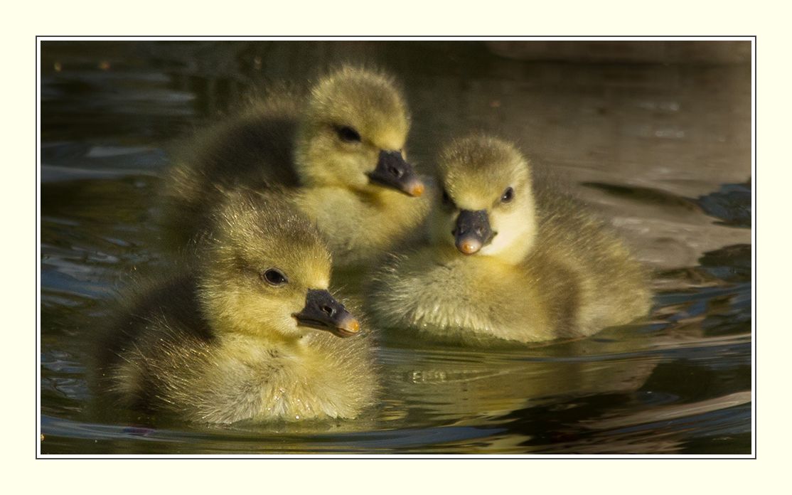 Ein starkes Trio...