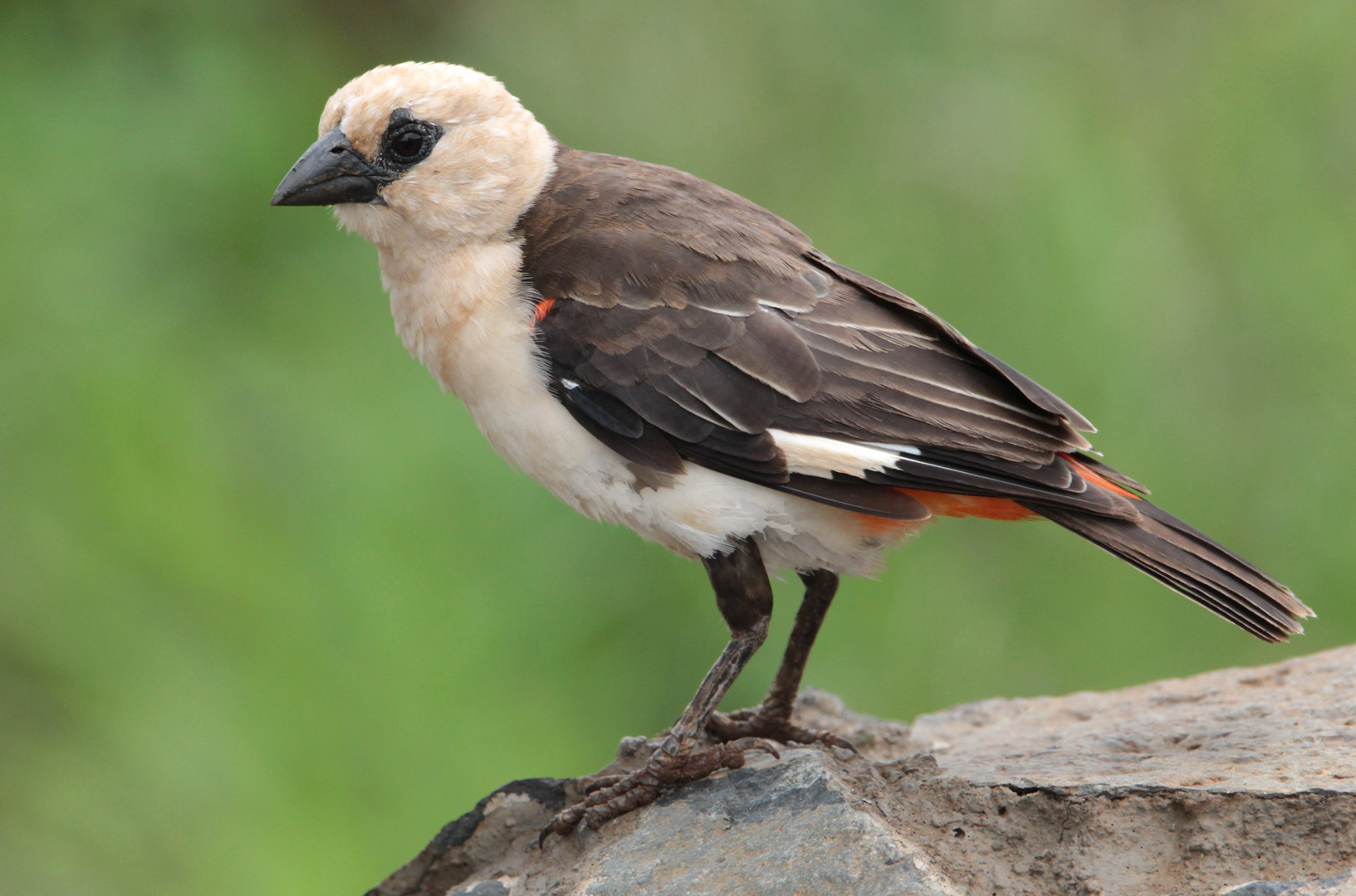 Ein Starweber, Singvogel in Kenia