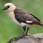 Ein Starweber, Singvogel in Kenia