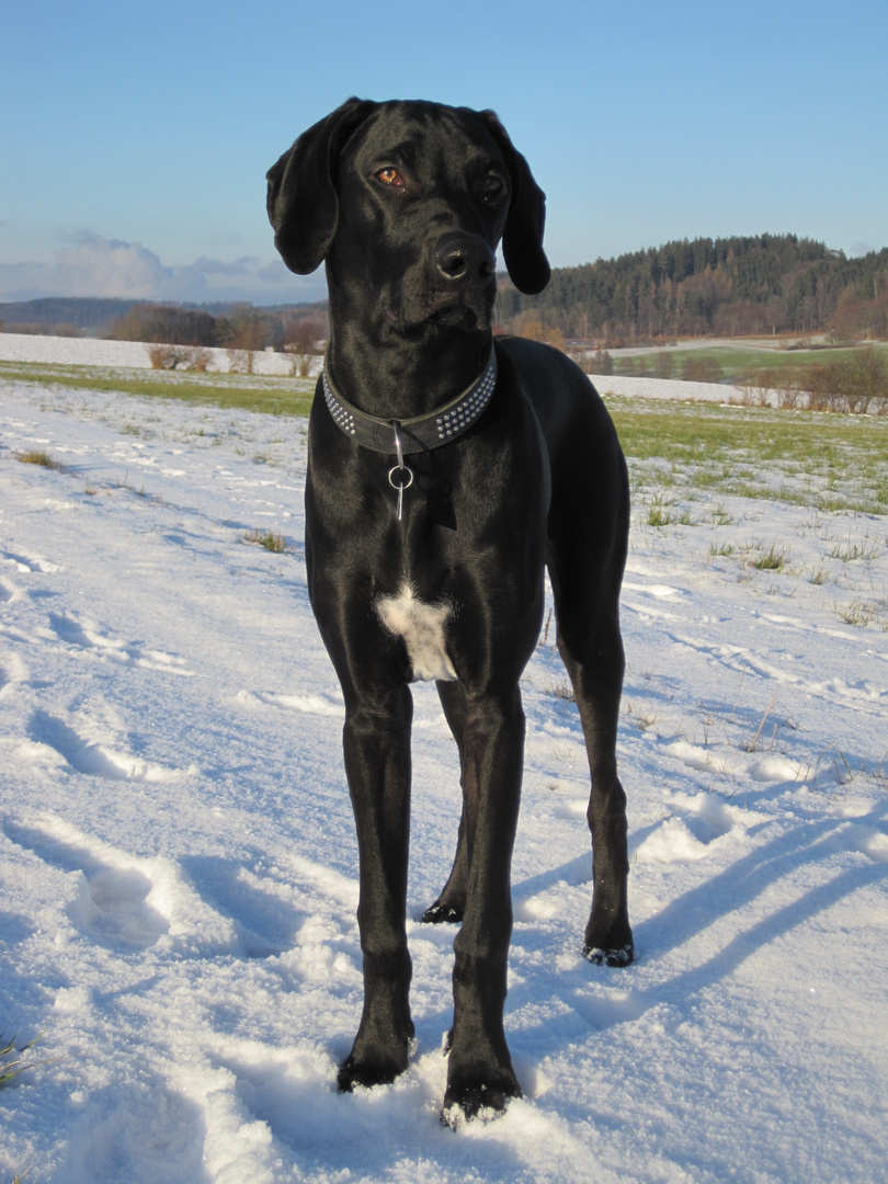 ein stattlicher 5 Monate alter Ridgeback Weimaraner Dobermann Mix Foto
