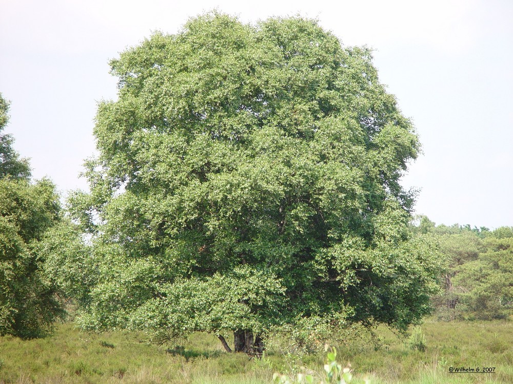 Ein stattlicher Baum in den Maasduinen bei Well(NL)