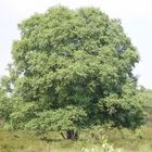 Ein stattlicher Baum in den Maasduinen bei Well(NL)