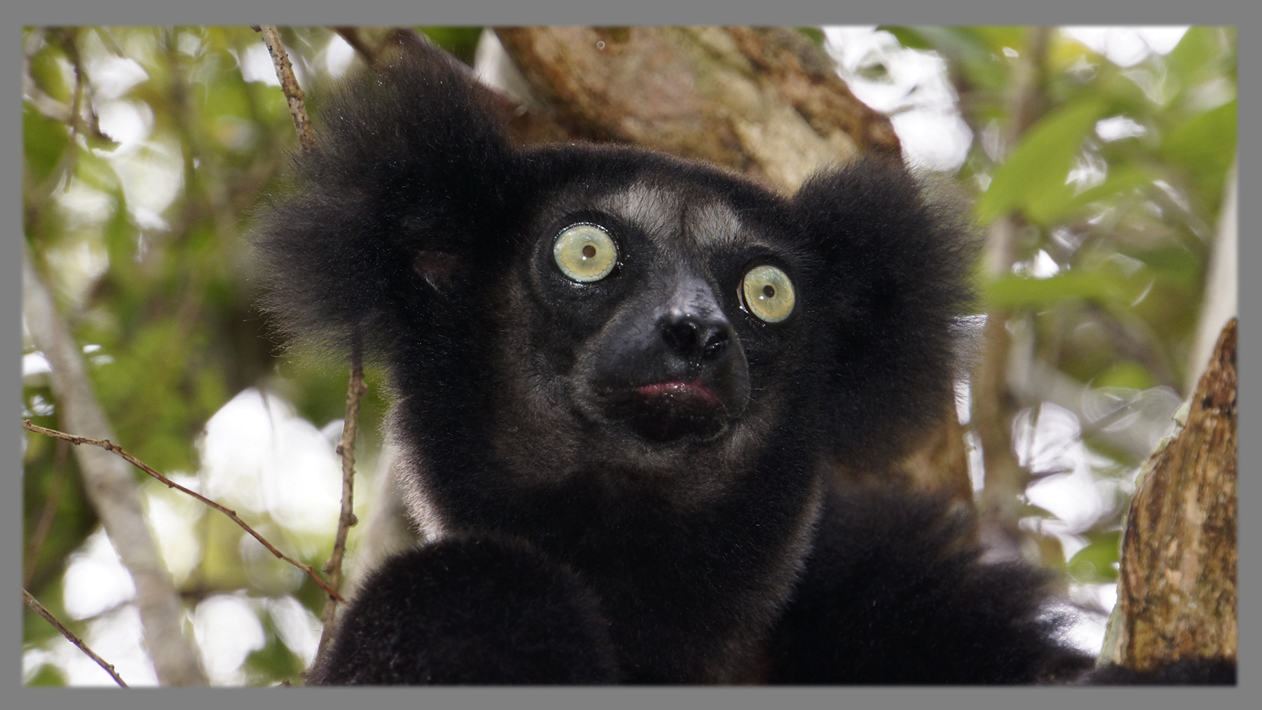 Ein stattlicher Indri aufgenommen in Akanin`ny Nofy