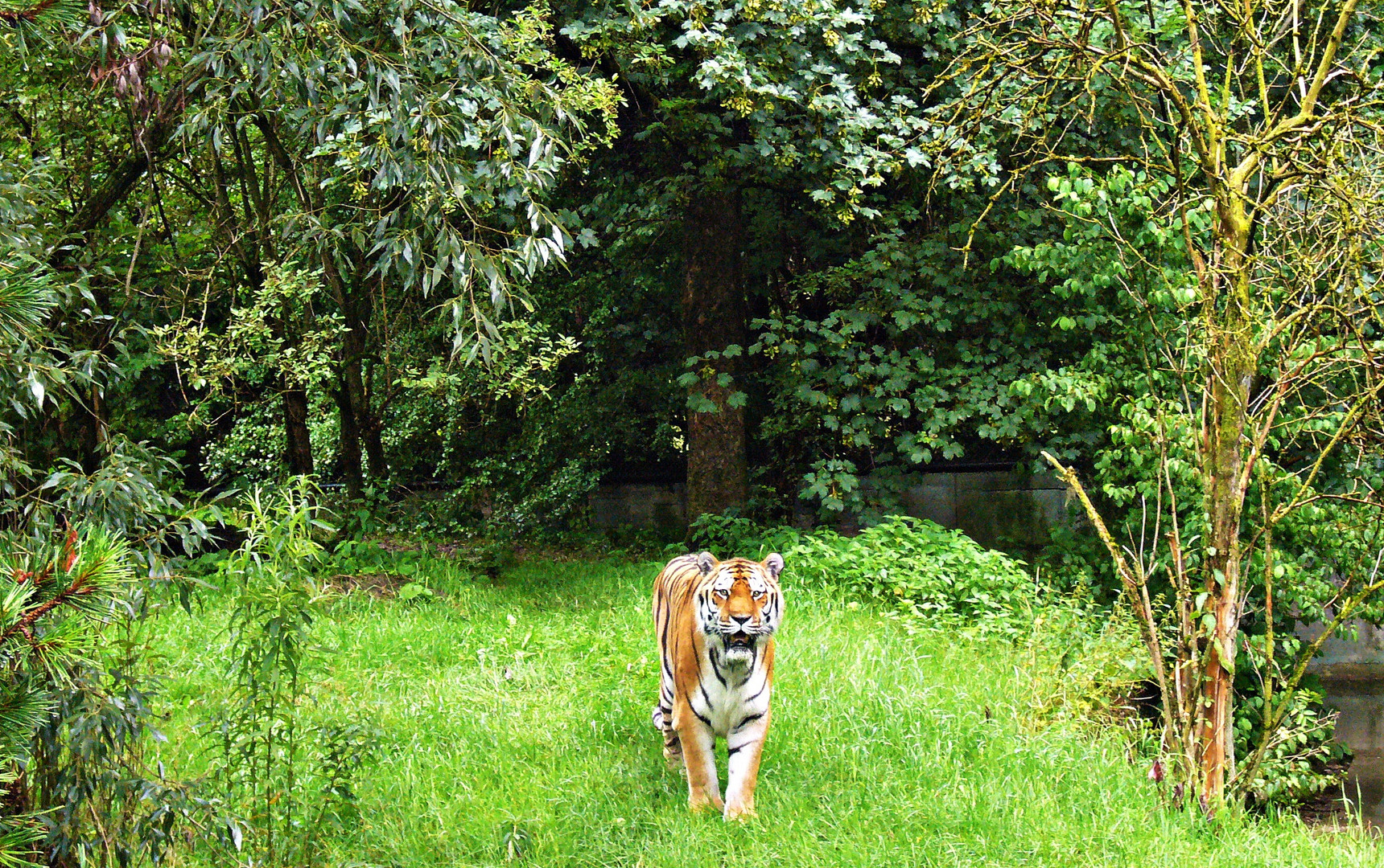 Ein stattlicher Tiger