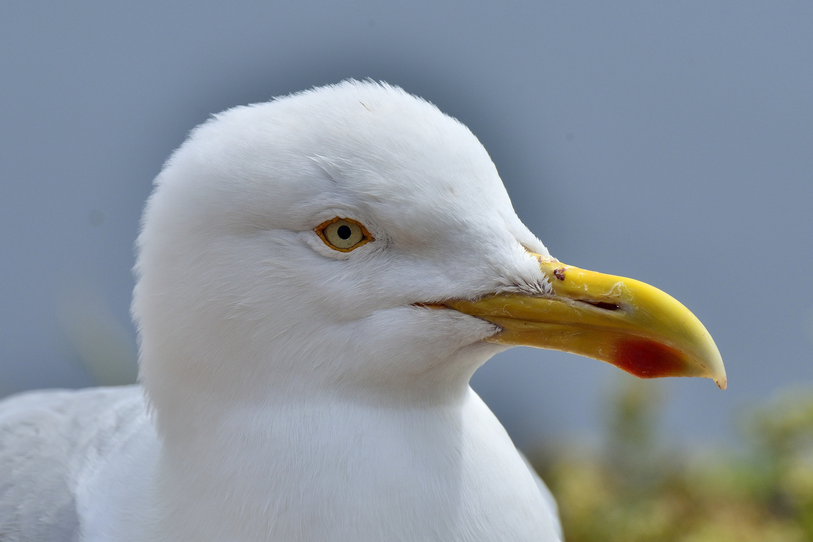 Ein stechender Blick