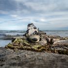 Ein Stein am Meer 