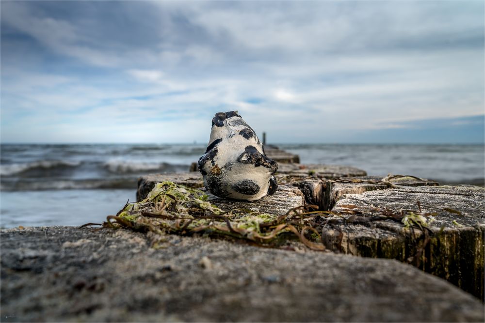 Ein Stein am Meer 