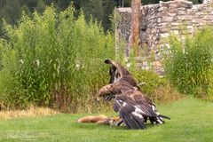 ein Steinadler