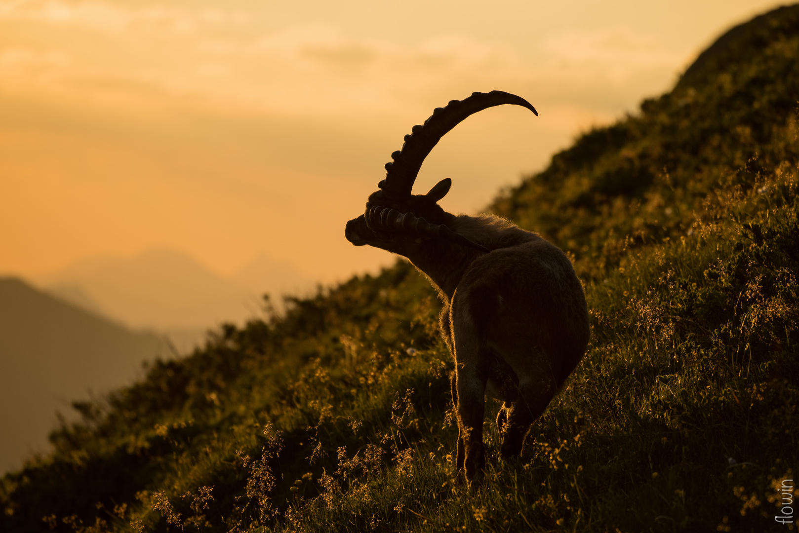 ein Steinbock am Morgen