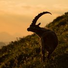 ein Steinbock am Morgen