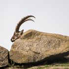 ein Steinbock bei Cochem