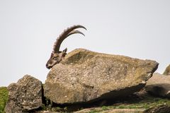 ein Steinbock bei Cochem