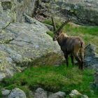 Ein Steinbock in den Stubaier Alpen