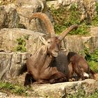 Ein Steinbock in der Frühlingssonne