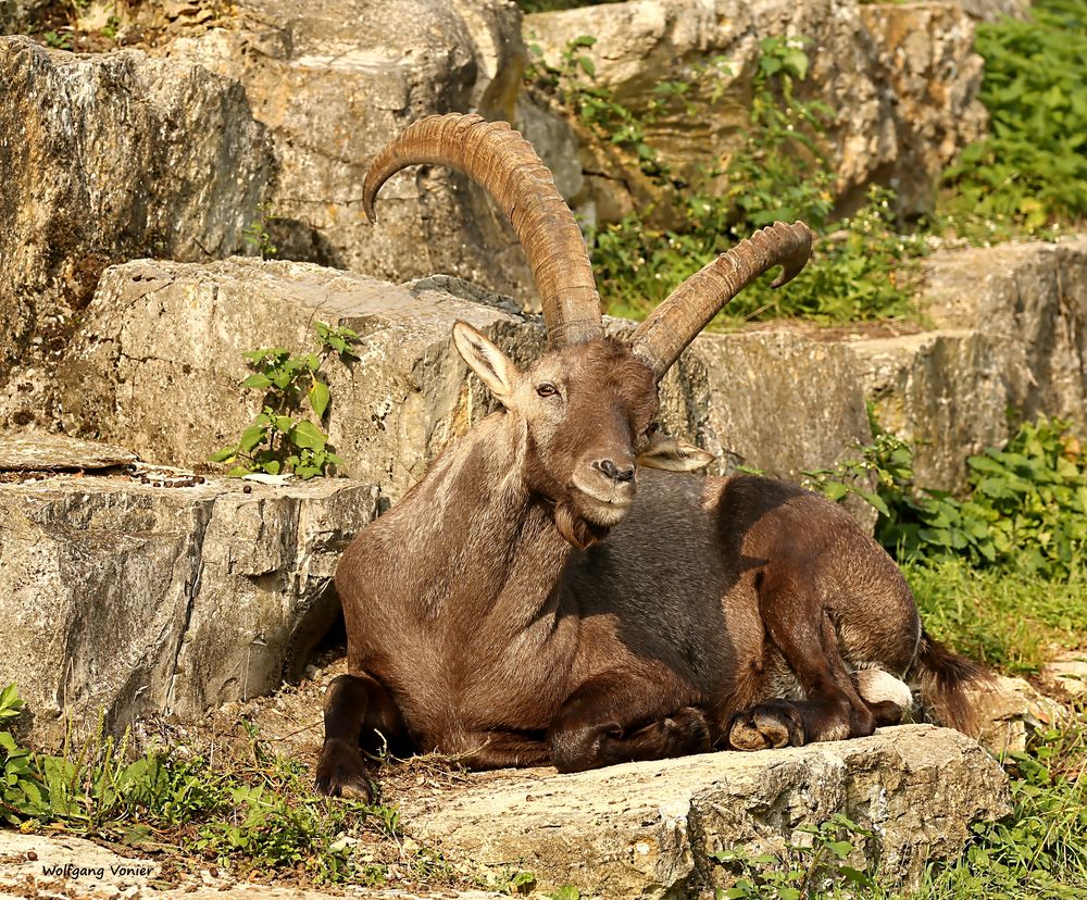 Ein Steinbock in der Frühlingssonne