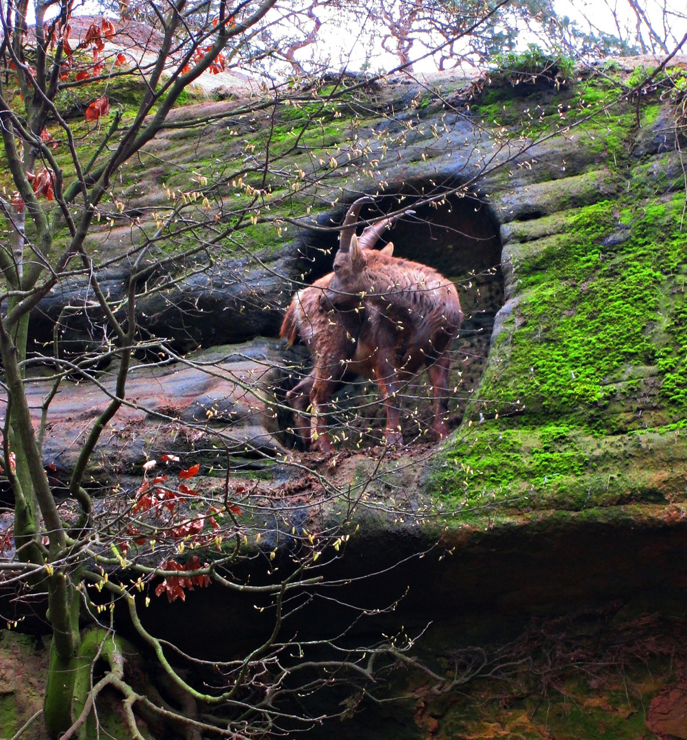 Ein Steinbock präsentiert sich