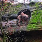 Ein Steinbock präsentiert sich