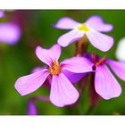 ein Steingarten Blümchen aus unserem Garten.....